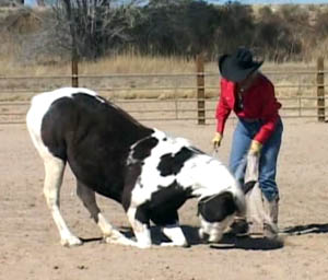 Sue teaching her horse how to pray! Sue teaching her horse how to pray!