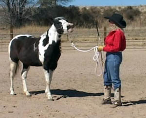 Sue teaching a horse to smile or laugh! Sue teaching a horse to smile or laugh!