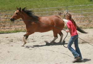 Horse Training Tips