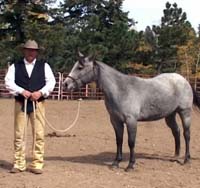 Horse Trainer Brad Meyers Starting His Training Series