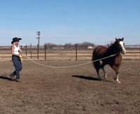 Horse Trainer Sue Robertson Lunging