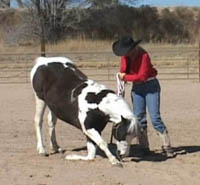 Horse Trainer Sue Robertson Teaching Her Horse How To Kneel!